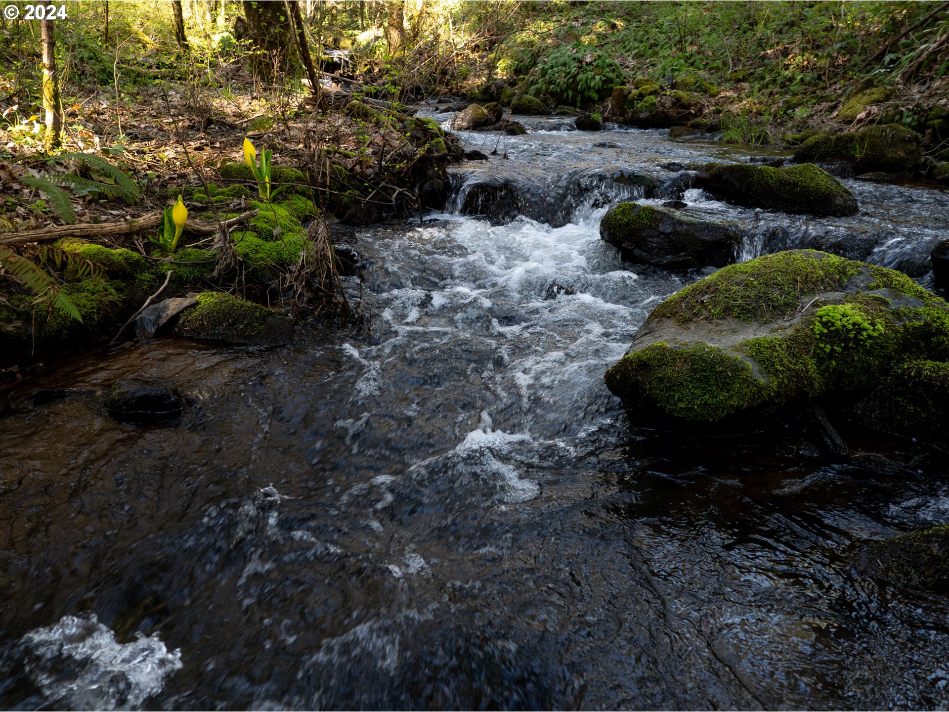 RMLSweb - Photo Viewer